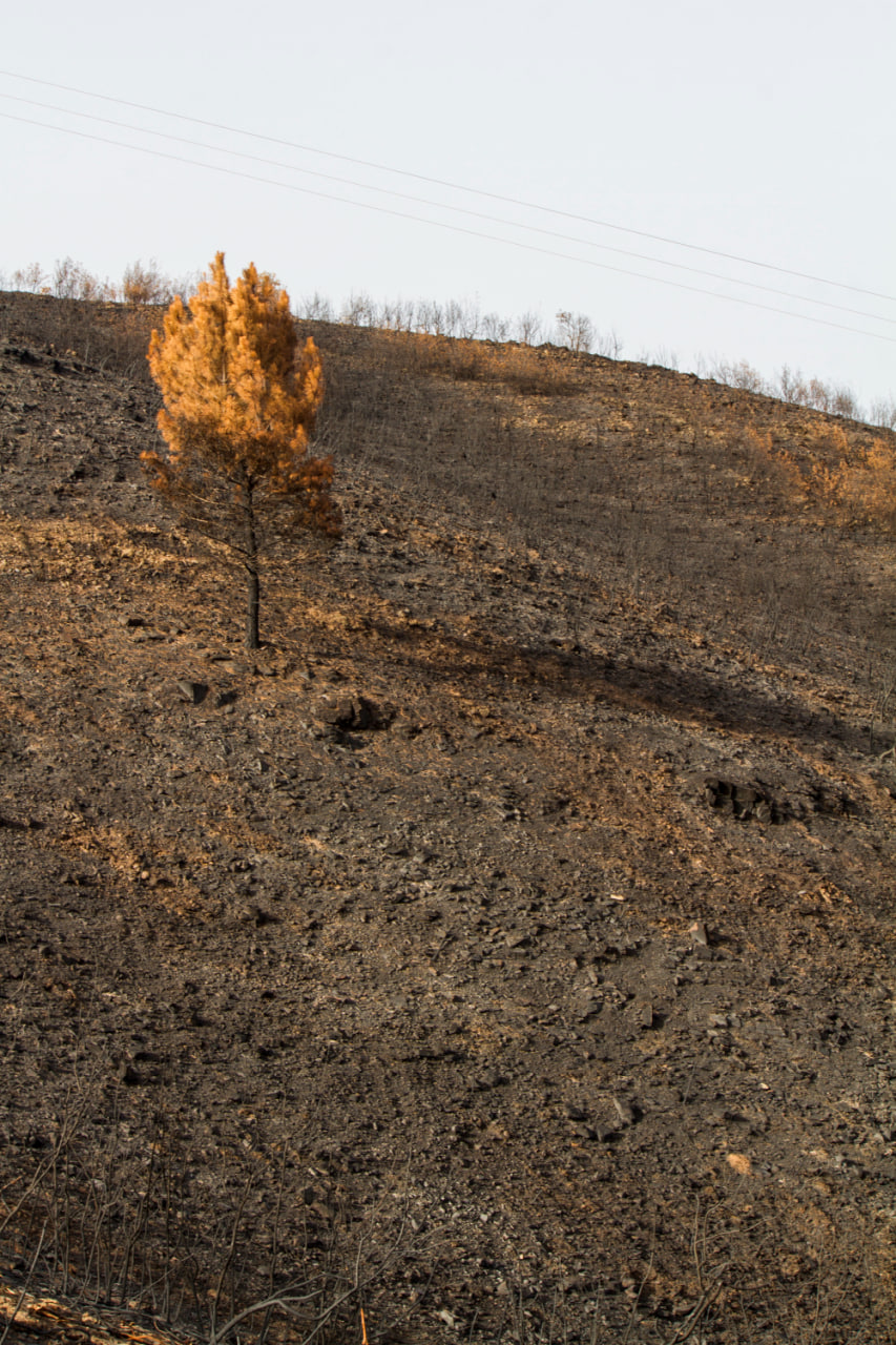 Как анализировать содержание органических загрязнителей в почве