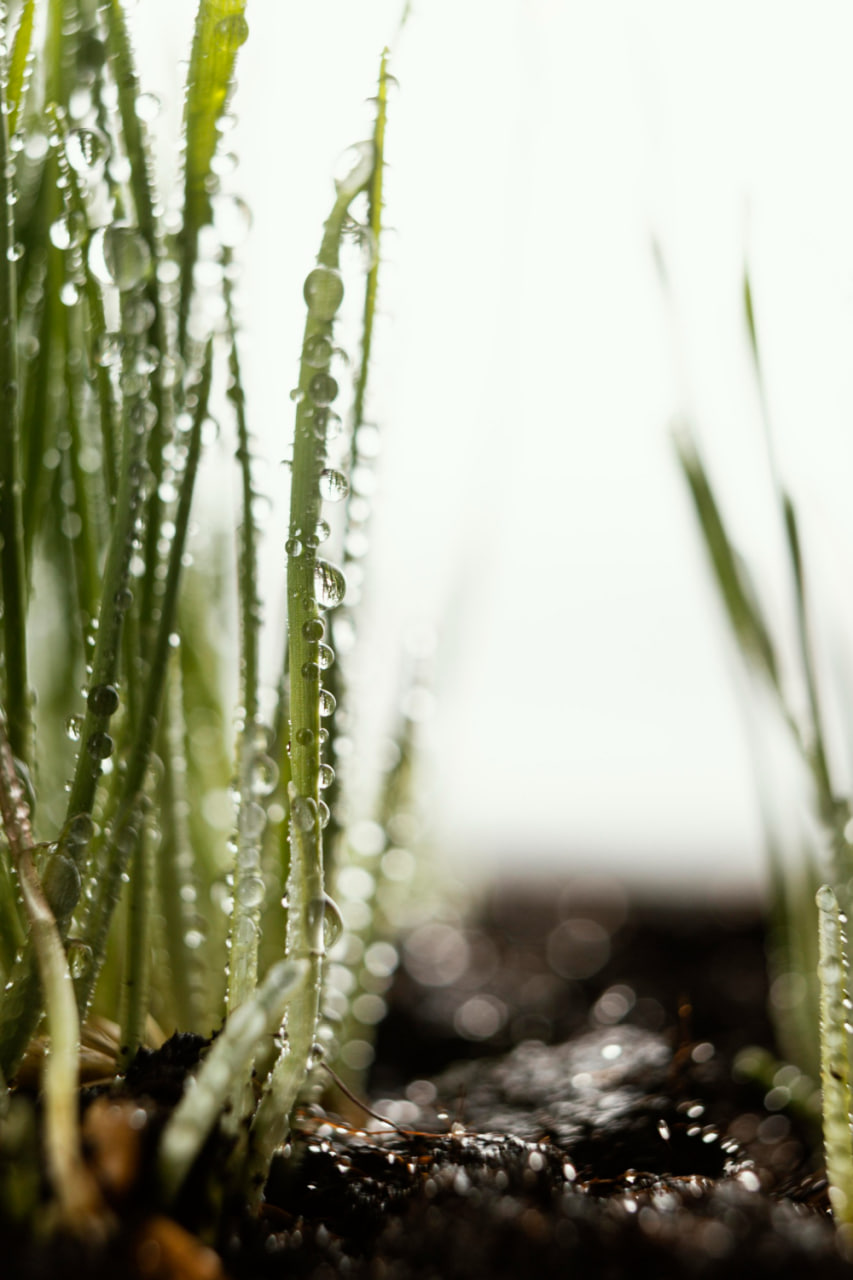 Влияние содержания железа и марганца в воде на растения